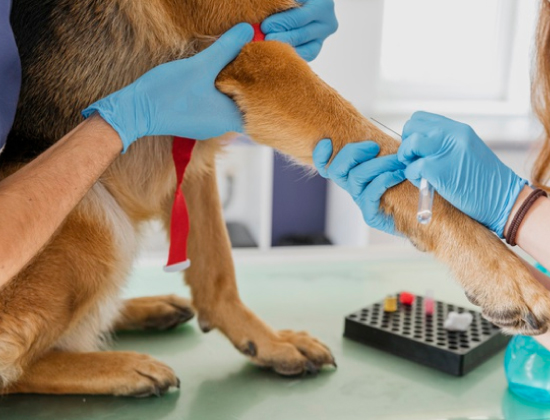 analisis veterinarios laboratorio