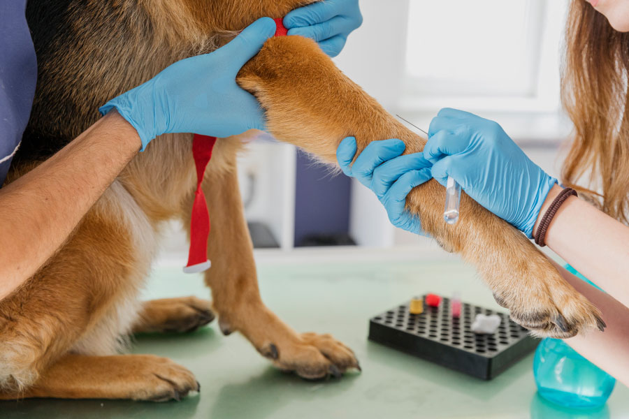 analisis veterinarios laboratorio viedma